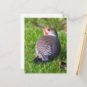 Red-Shafted Northern Flicker Woodpecker op Lawn Briefkaart