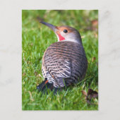 Red-Shafted Northern Flicker Woodpecker op Lawn Briefkaart (Voorkant)