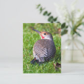 Red-Shafted Northern Flicker Woodpecker op Lawn Briefkaart (Staand voorkant)