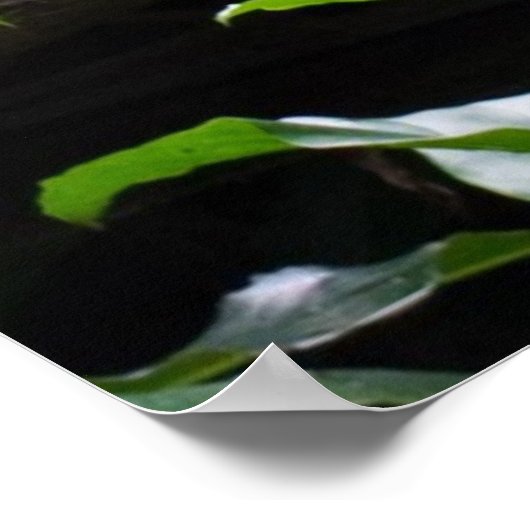 Red Shanked Douc Langur Monkey Poster (Hoek)