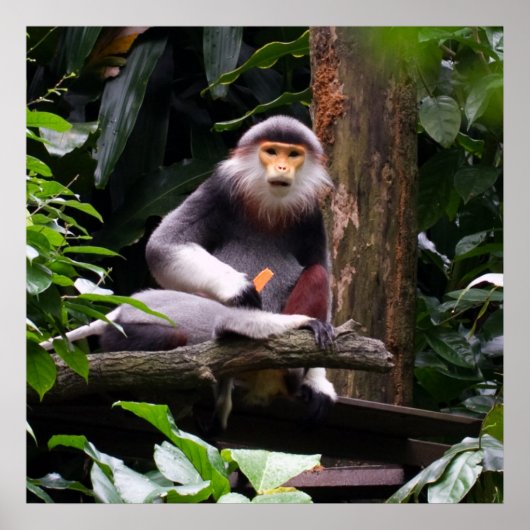 Red Shanked Douc Langur Monkey Poster (Voorkant)