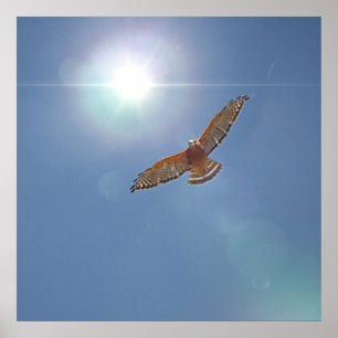 Red Shoulded Hawk Bright Sun Fotografische kunst Poster