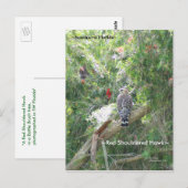 Red Shoulded Hawk Florida Briefkaart (Voorkant / Achterkant)