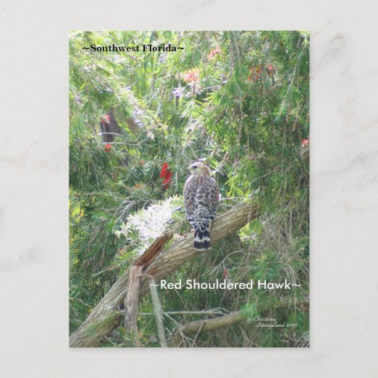 Red Shoulded Hawk Florida Briefkaart (Voorkant)