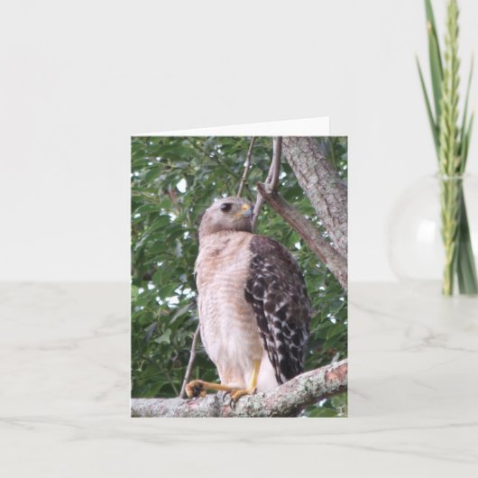 Red Shoulded Hawk Photo Folded Note Kaart (Voorkant)