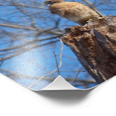 Red Shoulder Hawk Foto Afdruk (Hoek)