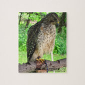 Red Shoulder Hawk puzzel Legpuzzel (Verticaal)