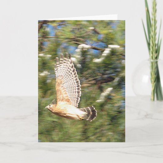 Red Shouldered Hawk in Flight Photography Design Kaart (Voorkant)