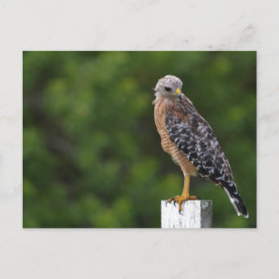 Red Shouldered Hawk Wildlife Photograph Natuur Briefkaart