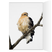Red Shoulked Hawk (Binnen (Links))