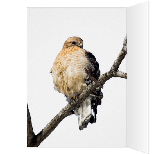 Red Shoulked Hawk (Binnen (Links))
