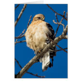 Red Shoulked Hawk (Voorkant)