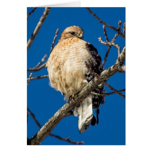 Red Shoulked Hawk (Voorkant)