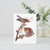 Red Shoulked Hawk Audubon Bird of Prey Briefkaart (Staand voorkant)