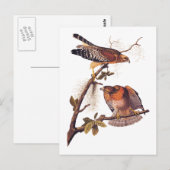 Red Shoulked Hawk Audubon Bird of Prey Briefkaart (Voorkant / Achterkant)