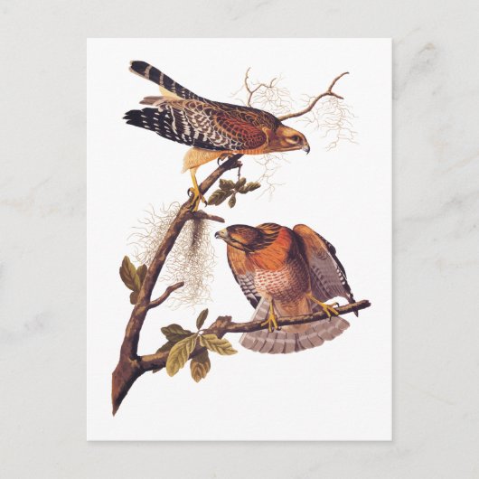 Red Shoulked Hawk Audubon Bird of Prey Briefkaart (Voorkant)