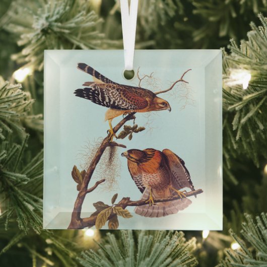 Red Shoulked Hawk Audubon Bird of Prey Glas Ornament (Insitu)