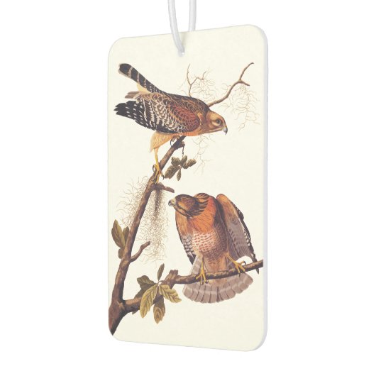 Red Shoulked Hawk Audubon Bird of Prey Luchtverfrisser (Links)