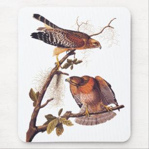 Red Shoulked Hawk Audubon Bird of Prey Muismat
