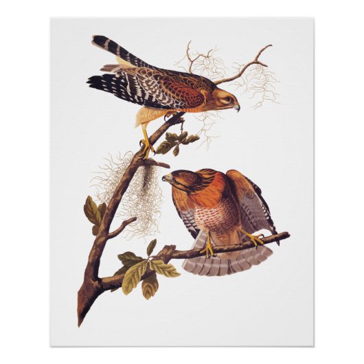 Red Shoulked Hawk Audubon Bird of Prey Perfect Poster (Voorkant)