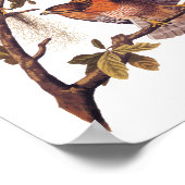 Red Shoulked Hawk Audubon Bird of Prey Poster (Hoek)