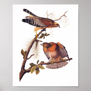 Red Shoulked Hawk Audubon Bird of Prey Poster