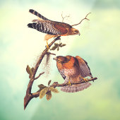 Red Shoulked Hawk Audubon Bird of Prey Raamsticker (Vel 3)