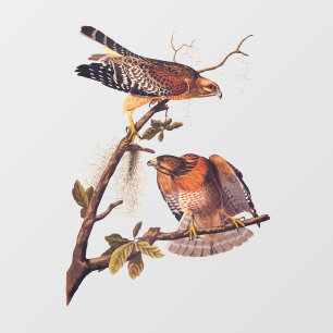 Red Shoulked Hawk Audubon Bird of Prey Raamsticker