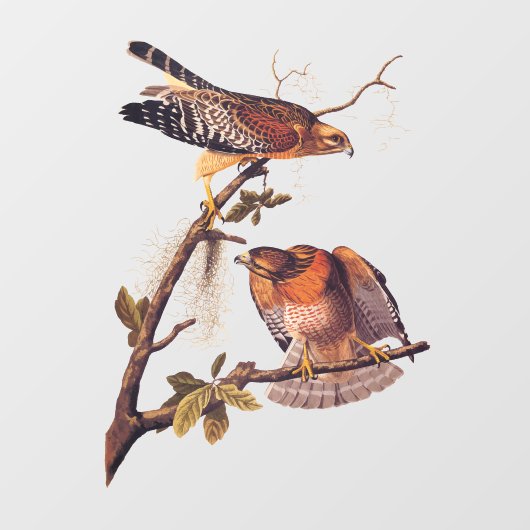 Red Shoulked Hawk Audubon Bird of Prey Raamsticker (Vel)