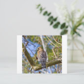 Red Shoulked Hawk Briefkaart (Staand voorkant)