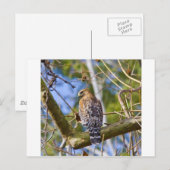 Red Shoulked Hawk Briefkaart (Voorkant / Achterkant)