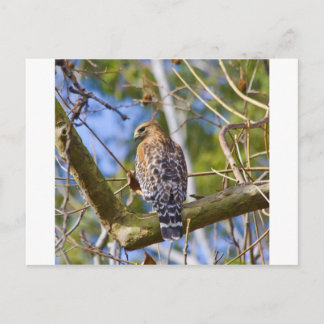 Red Shoulked Hawk Briefkaart