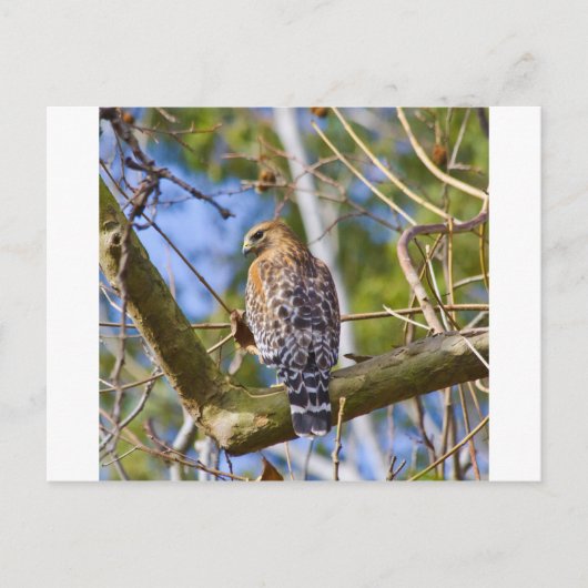 Red Shoulked Hawk Briefkaart (Voorkant)