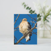 Red Shoulked Hawk Briefkaart (Staand voorkant)