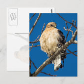 Red Shoulked Hawk Briefkaart (Voorkant / Achterkant)