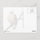 Red Shoulked Hawk Briefkaart (Achterkant)