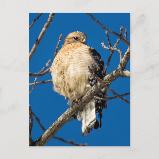 Red Shoulked Hawk Briefkaart (Voorkant)