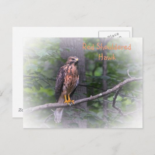 Red Shoulked Hawk Briefkaart (Voorkant / Achterkant)