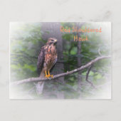 Red Shoulked Hawk Briefkaart (Voorkant)