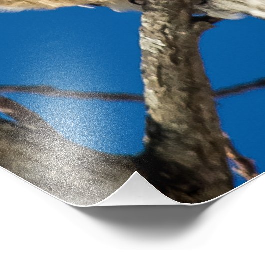 Red Shoulked Hawk Foto Afdruk (Hoek)