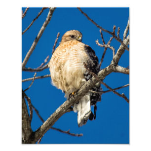 Red Shoulked Hawk Foto Afdruk