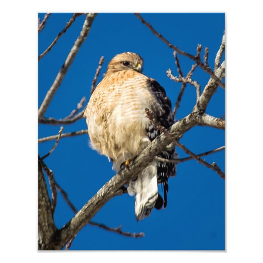 Red Shoulked Hawk Foto Afdruk (Voorkant)