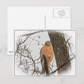 Red Shoulked Hawk in een boom Briefkaart (Voorkant / Achterkant)