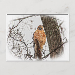 Red Shoulked Hawk in een boom Briefkaart
