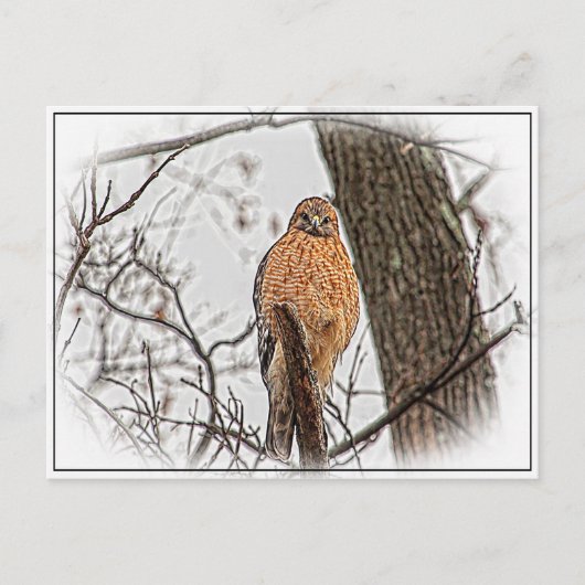 Red Shoulked Hawk in een boom Briefkaart (Voorkant)