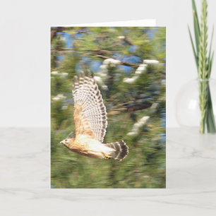 Red Shoulked Hawk in Flight Photography Design Kaart