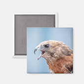 Red Shoulked Hawk Magneet (Voorkant / Achterkant)