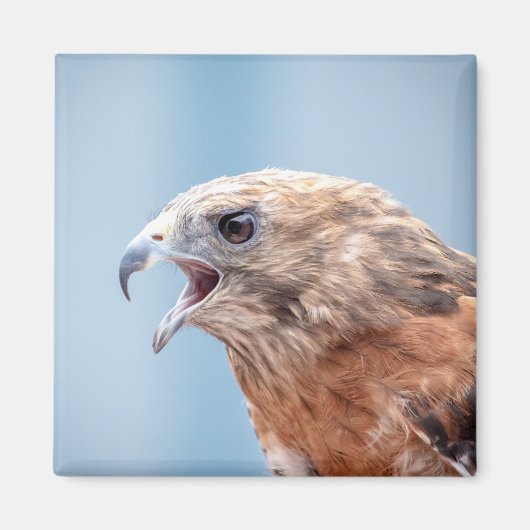Red Shoulked Hawk Magneet (Voorkant)
