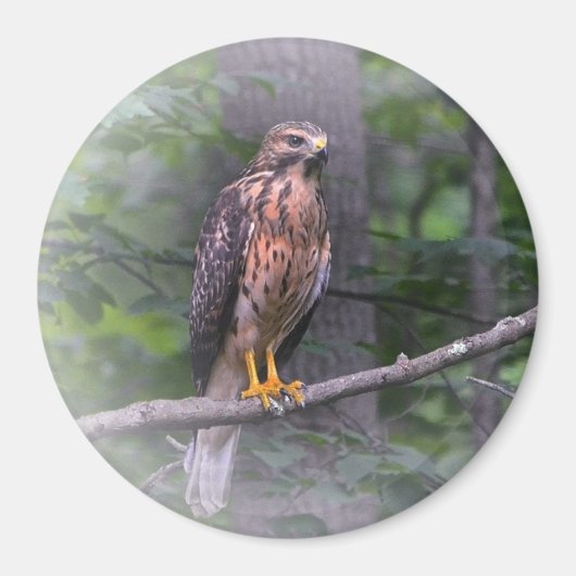Red Shoulked Hawk Magneet (Voorkant)
