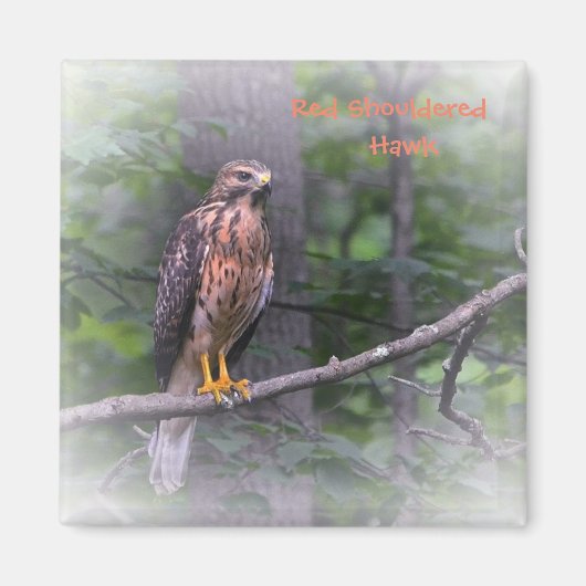 Red Shoulked Hawk Magneet (Voorkant)